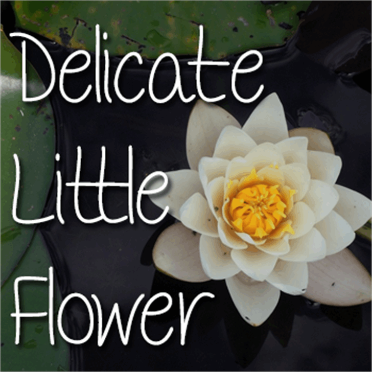 Mf Delicate Little Flower