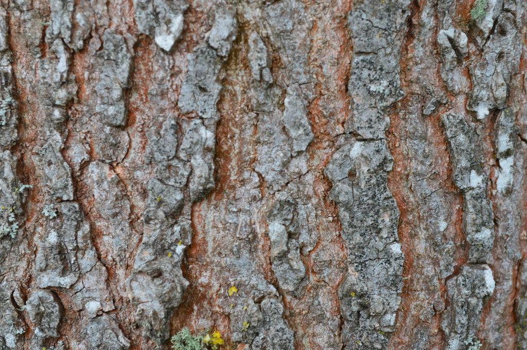 karebear-stock bark texture 2 by karebear-stock