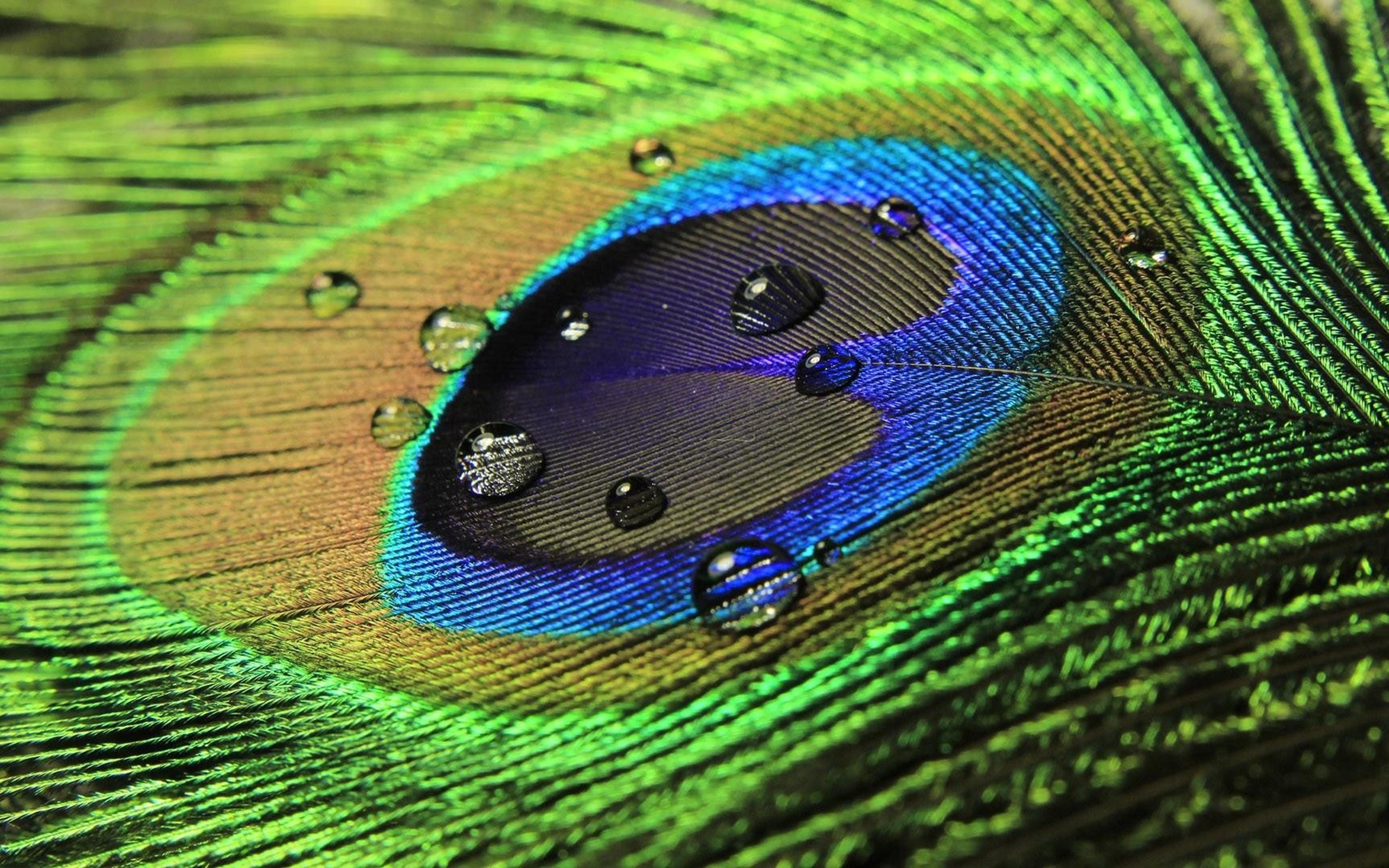 Raindrops on a Feather
