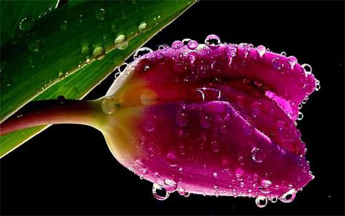 Water Drops Pink Rose