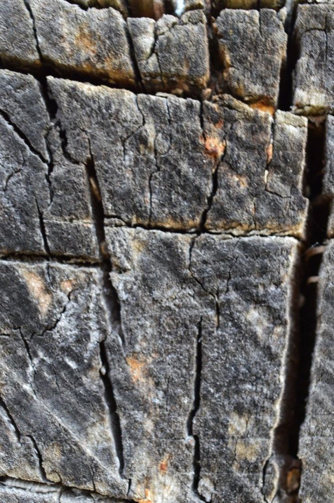 karebear-stock bark texture 1 by karebear-stock