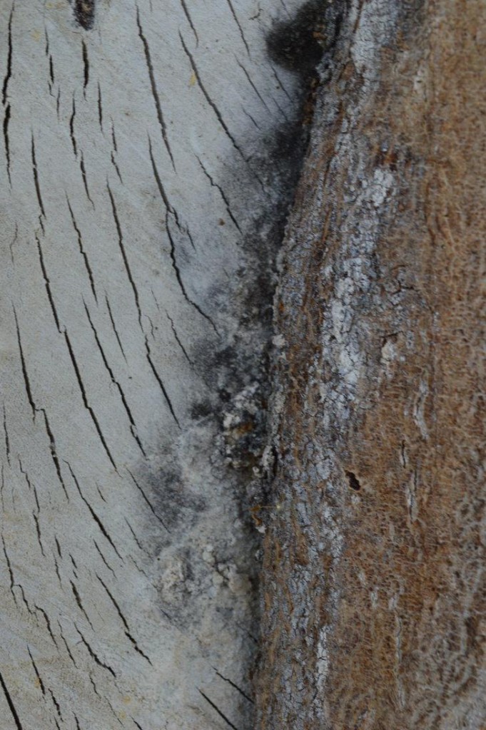 karebear-stock wooden texture 1 by karebear-stock